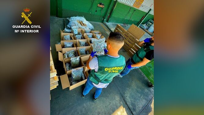 Agentes de la Guardia Civil intervienen más de 50 kilos de droga