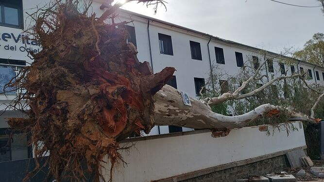 Un eucalipto centenario venido por el viento sobre la tapia del San Pablo.