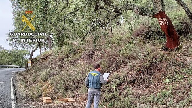 Diez investigados por hurto de corcho en los alcornoques de la Sierra de Aracena