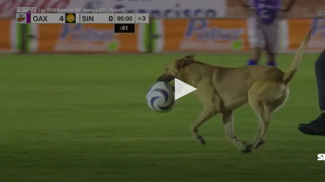 Un perro causa sensación en un estadio de fútbol al saltar al terreno de juego: ya es considerado como "el perro Messi"