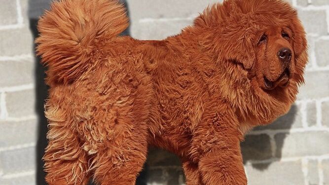 Descubre por qué el mastín tibetano es el perro más caro del mundo