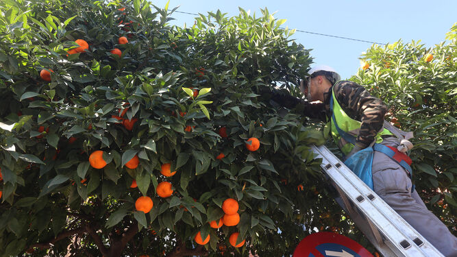 La Junta impulsa el consumo de naranjas andaluzas a través de una campaña