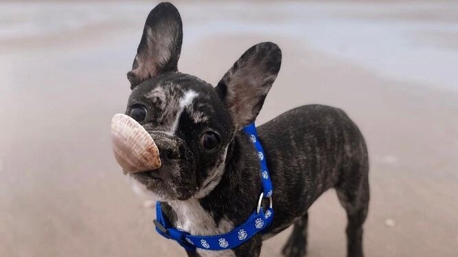 Pepa juguetea en la playa con una concha.