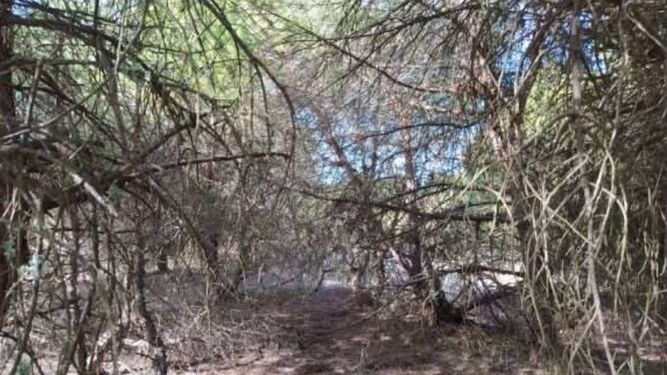 Imagen de una zona de pinar de ramas bajas en el área de la playa de La Bota