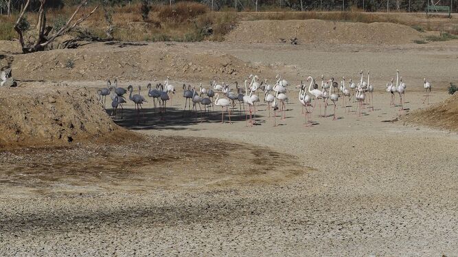 La sequía azota a Doñana y sus alrededores