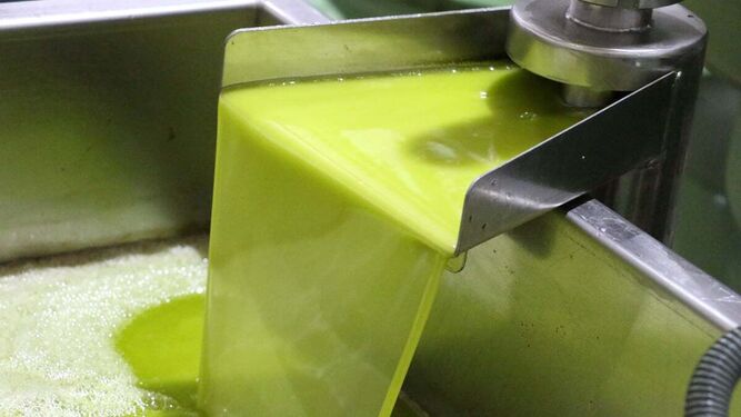 Producción de aceite de oliva virgen extra.