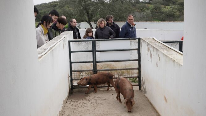 Jornadas ‘Costumbres y tradiciones del cerdo ibérico.