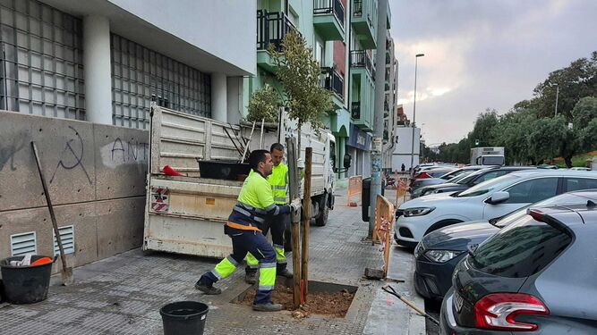 Los operarios del Ayuntamiento replantan los árboles perdidos por el temporal