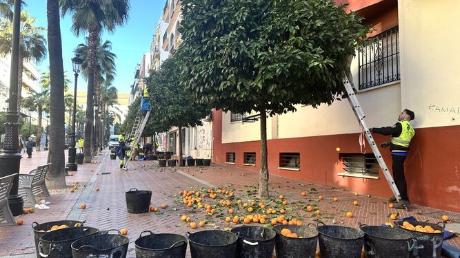 ¿Qué uso le darán a las naranjas que se están recogiendo por Huelva?