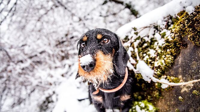 Estos son los riesgos para la salud de los perros en invierno que pueden ser fatales