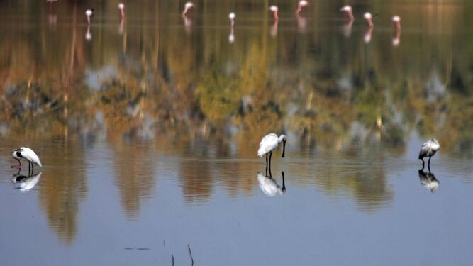 Aves en Doñana, en la parte del Parque que corresponde a Huelva.