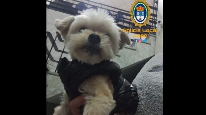 Esta adorable perrita perdida en Lepe espera a su familia junto a sus nuevos amigos de la Policía Local