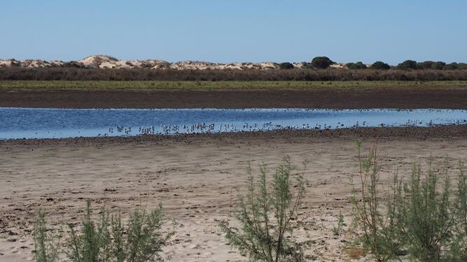 Un estudio apunta que "la excesiva extracción de agua causa graves impactos en Doñana"