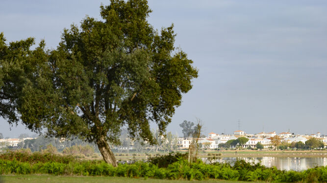 Flora en Doñana.