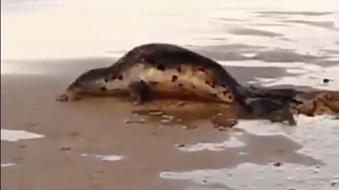 Un ejemplar de foca aparece desorientada en la playa de Matalascañas