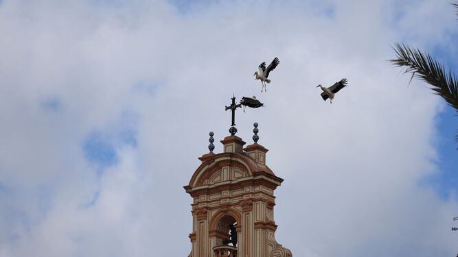 Cigüeñas sobre la catedral.