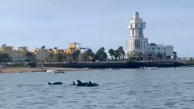 Delfines en la costa de Huelva: El vídeo que capta el bonito momento en Isla Cristina // Vídeo de @lorenbr16_