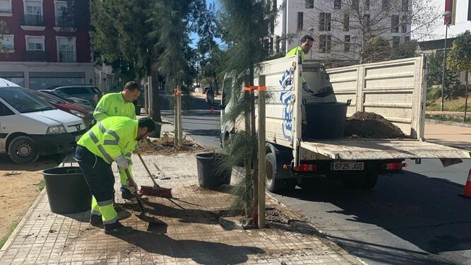 Replantación de árboles en Huelva capital.