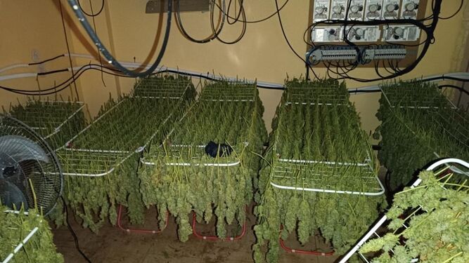 Plantación de marihuana en una casa ubicada en Huelva.