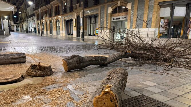Adiós a los árboles de la Plaza de las Monjas: los talan para facilitar el montaje de palcos de Semana Santa