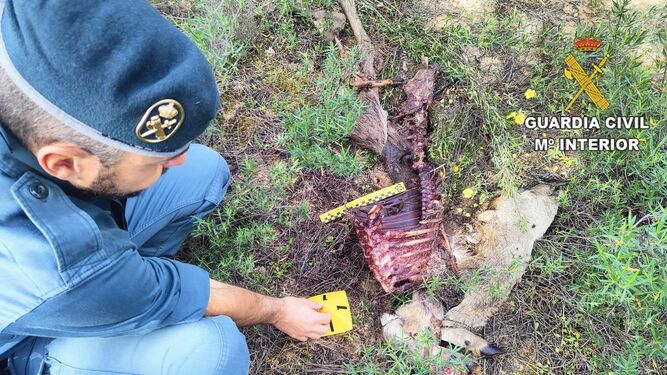 La Guardia Civil investiga en Doñana por posibles cazas ilegales.