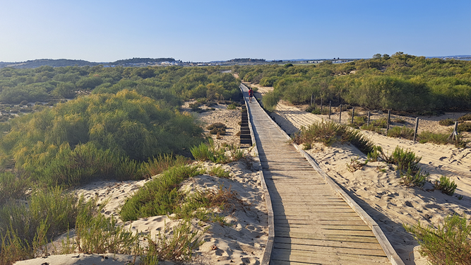 El bonito sendero que te lleva a una de las playas más vírgenes de Huelva