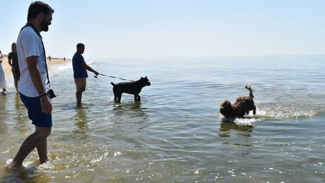¿Qué playas caninas de Huelva están habilitadas durante todo el año?