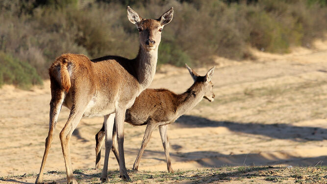 ¿Sabes en qué playa de Huelva se pueden ver ciervos paseando?