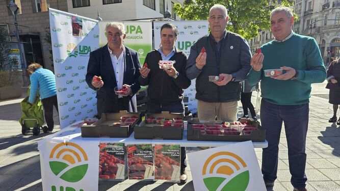 Aurelio González,  Cristóbal Cano y Manuel Piedra, representantes de UPA repartiendo fresas.