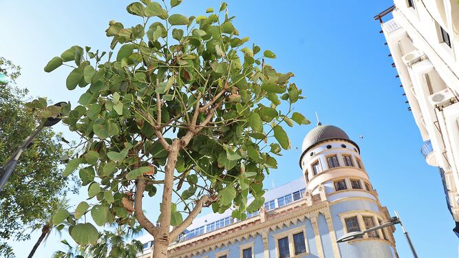 Un ejemplar de los nuevos árboles plantados en la Plaza de las Monjas.