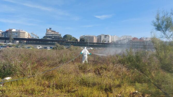 Tratamiento contra los mosquitos en Huelva capital.
