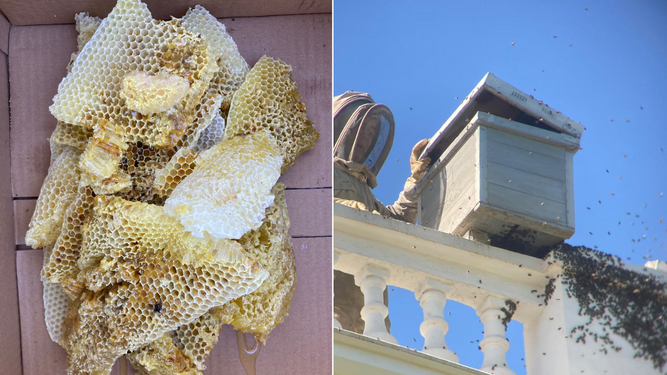 El enjambre de abejas que ha provocado el cierre del Palacio del Acebrón