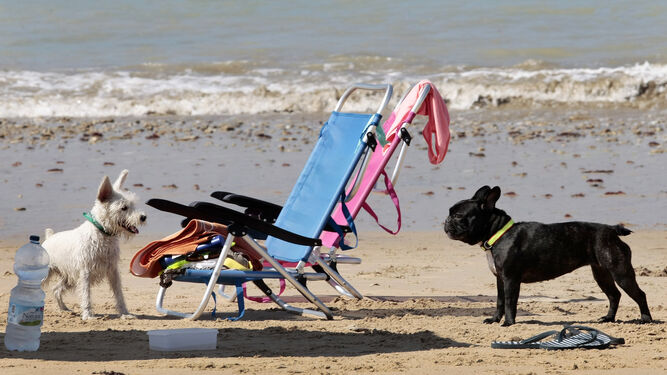 Los perros podrán ir este verano a la playa en El Puerto.