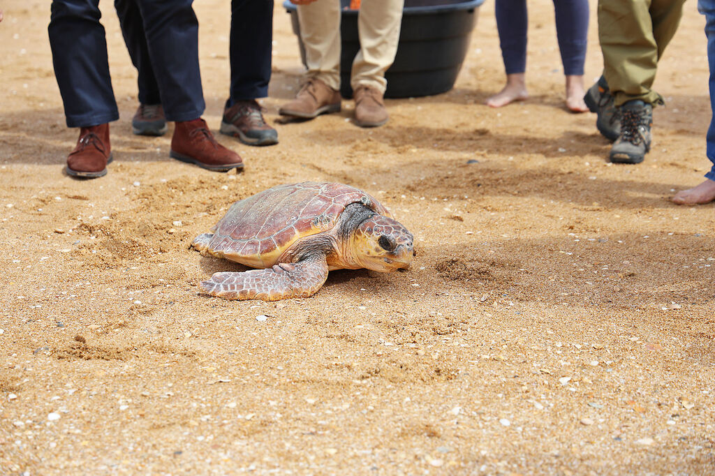 Im&aacute;genes de la suelta de una tortuga marina boba recuperada en el CEGMA de Algeciras
